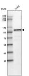 Laminin Subunit Beta 3 antibody, AMAb91160, Atlas Antibodies, Western Blot image 