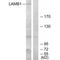Laminin Subunit Beta 1 antibody, A03894, Boster Biological Technology, Western Blot image 