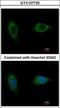 EvC Ciliary Complex Subunit 2 antibody, GTX107725, GeneTex, Immunocytochemistry image 