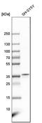 LE antibody, HPA034729, Atlas Antibodies, Western Blot image 