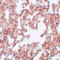 Sushi Repeat Containing Protein X-Linked 2 antibody, A06268, Boster Biological Technology, Immunohistochemistry paraffin image 