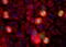 Aurora A antibody, NBP2-50040, Novus Biologicals, Immunofluorescence image 