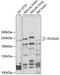 Plexin A2 antibody, 13-422, ProSci, Western Blot image 