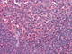 CD80 Molecule antibody, abx015727, Abbexa, Western Blot image 