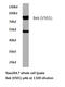 Fibroblast growth factor receptor 2 antibody, LS-C176021, Lifespan Biosciences, Western Blot image 