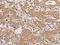 Oxidized Low Density Lipoprotein Receptor 1 antibody, CSB-PA280628, Cusabio, Immunohistochemistry frozen image 