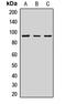 Transient Receptor Potential Cation Channel Subfamily C Member 1 antibody, orb411981, Biorbyt, Western Blot image 
