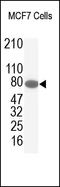 Junction Plakoglobin antibody, 251719, Abbiotec, Western Blot image 