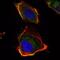 HAS1 antibody, GTX82799, GeneTex, Immunofluorescence image 