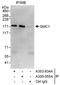 Structural Maintenance Of Chromosomes 1A antibody, A303-834A, Bethyl Labs, Immunoprecipitation image 