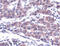 TNF Receptor Superfamily Member 1B antibody, ADI-905-593-1, Enzo Life Sciences, Immunohistochemistry paraffin image 