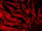 Glutathione Peroxidase 1 antibody, NB100-40805, Novus Biologicals, Immunohistochemistry frozen image 