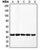 Mitogen-Activated Protein Kinase Kinase 1 antibody, orb214458, Biorbyt, Western Blot image 