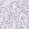 CTD small phosphatase-like protein antibody, HPA048325, Atlas Antibodies, Immunohistochemistry paraffin image 