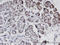 Serine/Threonine Kinase 40 antibody, LS-C134107, Lifespan Biosciences, Immunohistochemistry frozen image 