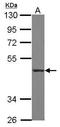 CD55 Molecule (Cromer Blood Group) antibody, TA308396, Origene, Western Blot image 