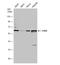 Chromodomain Helicase DNA Binding Protein 2 antibody, NBP1-33428, Novus Biologicals, Western Blot image 