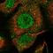 Ubiquilin 3 antibody, NBP1-86896, Novus Biologicals, Immunofluorescence image 