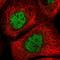 Galactosidase Beta 1 Like 2 antibody, HPA054808, Atlas Antibodies, Immunocytochemistry image 