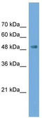 NP2 antibody, TA337669, Origene, Western Blot image 