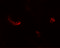 LEM Domain Containing 3 antibody, 6603, ProSci, Immunofluorescence image 