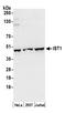 IST1 homolog antibody, A305-411A, Bethyl Labs, Western Blot image 