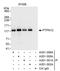 Protein Tyrosine Phosphatase Non-Receptor Type 12 antibody, A301-300A, Bethyl Labs, Immunoprecipitation image 