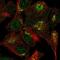 Vacuolar protein sorting-associated protein 54 antibody, NBP2-57268, Novus Biologicals, Immunofluorescence image 