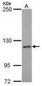 NCK Associated Protein 1 antibody, LS-C155424, Lifespan Biosciences, Western Blot image 