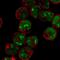 Myeloid Associated Differentiation Marker antibody, PA5-67276, Invitrogen Antibodies, Immunofluorescence image 