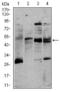 Cholinergic Receptor Nicotinic Beta 2 Subunit antibody, orb329802, Biorbyt, Western Blot image 