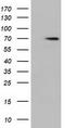 Histone deacetylase 10 antibody, CF500755, Origene, Western Blot image 