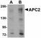 APC Regulator Of WNT Signaling Pathway 2 antibody, orb89868, Biorbyt, Western Blot image 