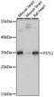 Follistatin-related protein 1 antibody, A15789, ABclonal Technology, Western Blot image 
