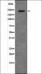 p53BP1 antibody, orb335904, Biorbyt, Western Blot image 