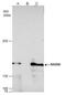 hRAD50 antibody, PA5-31555, Invitrogen Antibodies, Immunoprecipitation image 