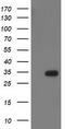 Haloacid Dehalogenase Like Hydrolase Domain Containing 2 antibody, TA502885S, Origene, Western Blot image 