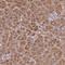 Centrosomal Protein 95 antibody, NBP2-49043, Novus Biologicals, Immunohistochemistry frozen image 