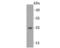Peroxiredoxin Like 2A antibody, NBP2-75486, Novus Biologicals, Western Blot image 