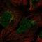 Gamma-glutamyltransferase 7 antibody, HPA013339, Atlas Antibodies, Immunofluorescence image 