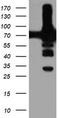 6-phosphofructokinase type C antibody, TA503984S, Origene, Western Blot image 