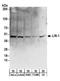 Platelet Activating Factor Acetylhydrolase 1b Regulatory Subunit 1 antibody, A300-409A, Bethyl Labs, Western Blot image 