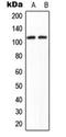 Cell cycle and apoptosis regulator protein 2 antibody, orb224114, Biorbyt, Western Blot image 