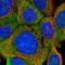 Cilia And Flagella Associated Protein 410 antibody, NBP1-89338, Novus Biologicals, Immunocytochemistry image 