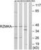 Ribosomal Modification Protein RimK Like Family Member A antibody, TA316319, Origene, Western Blot image 