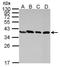 Peroxisomal biogenesis factor 19 antibody, TA307905, Origene, Western Blot image 