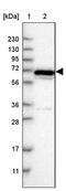 Neuronal PAS domain-containing protein 2 antibody, PA5-54053, Invitrogen Antibodies, Western Blot image 
