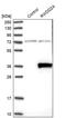 RWD Domain Containing 2A antibody, PA5-56346, Invitrogen Antibodies, Western Blot image 