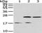 Podoplanin antibody, CSB-PA069189, Cusabio, Western Blot image 