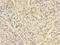 Angiopoietin-related protein 7 antibody, A50033-100, Epigentek, Immunohistochemistry paraffin image 